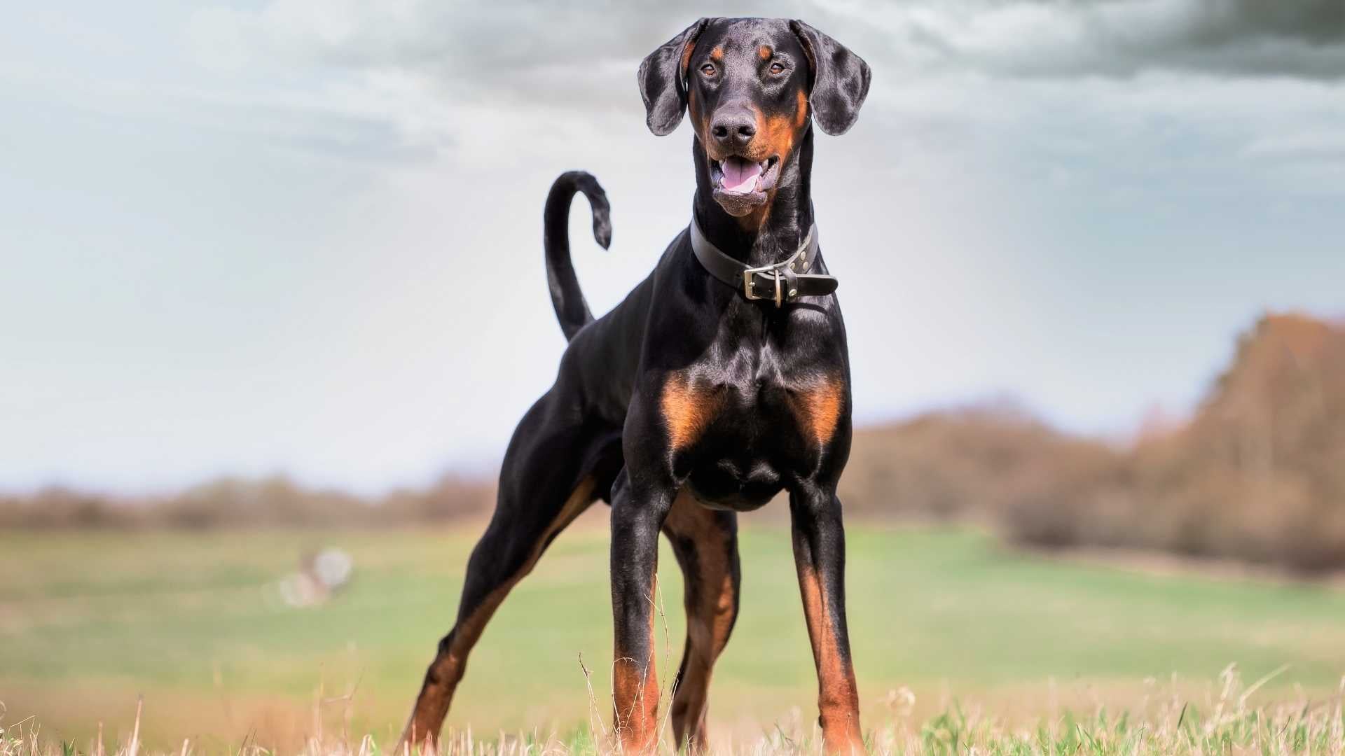 Doberman